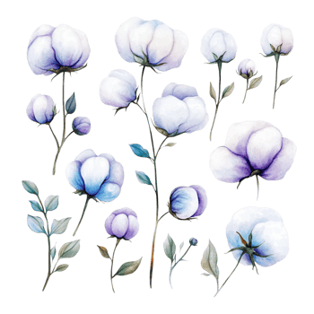 image of a set of hand drawn watercolor cotton flowers png