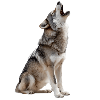 Wolf howling against a transparent background png