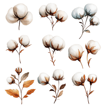 image of a set of hand drawn watercolor cotton flowers png