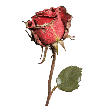 Red rose on a transparent background png