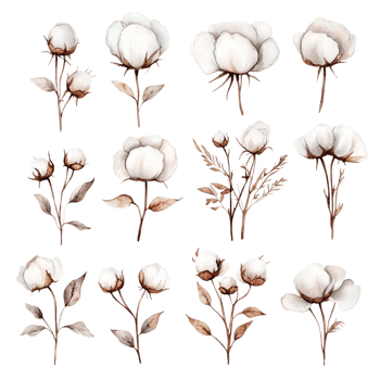 image of a set of hand drawn watercolor cotton flowers png