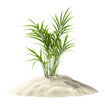 plant and sand on the beach on a transparent background png