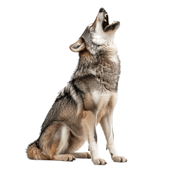 Wolf howling against a transparent background png