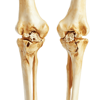 premium femur and lower leg bones in a closed display png