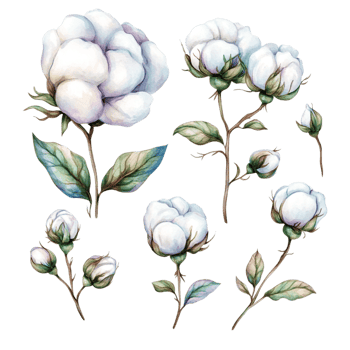 image of a set of hand drawn watercolor cotton flowers png