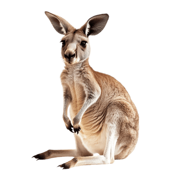 Kangaroo on transparent background png
