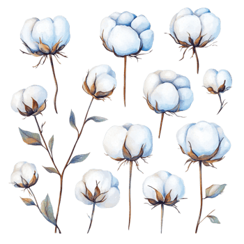 image of a set of hand drawn watercolor cotton flowers png