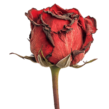 Red rose against a transparent background png