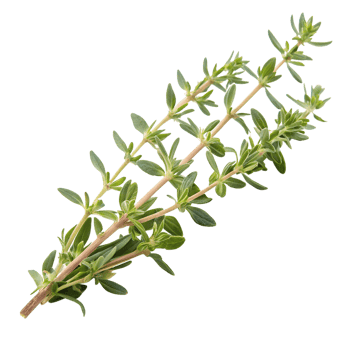 Fresh green thyme leaves herb isolated on the transparent background png