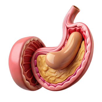 3D Illustration of Human Stomach Anatomy png