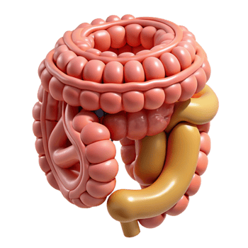 3D Illustration Digestive System png