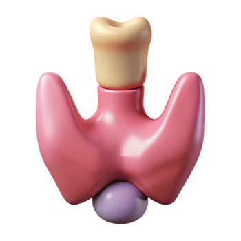 3D Illustration of a Thyroid Gland png