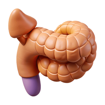 3D Illustration of Human Internal Organ png