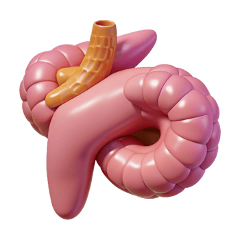 Isometric Model of a Human Digestive System png