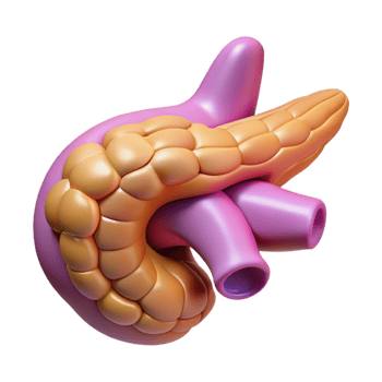 3D Render of Pancreas png