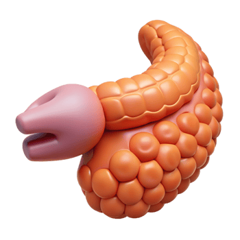 Isometric Illustration of a Human Pancreas png