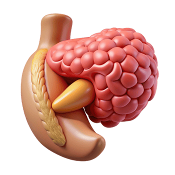 Isometric Render of Pancreas and Stomach png