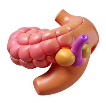 3D Illustration of Pancreas and Duodenum png
