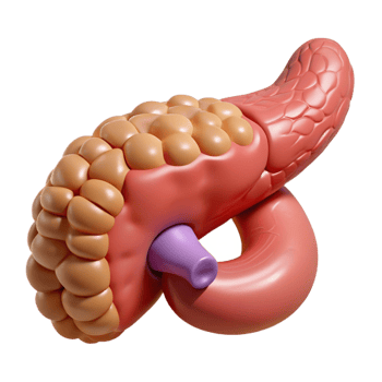 3D Pancreas Illustration png