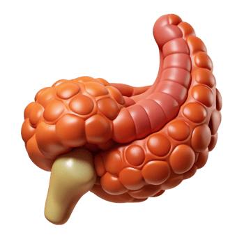 Isometric Illustration of a Digestive System png