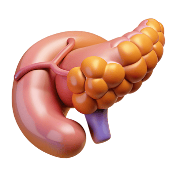Isometric Render of Pancreas Illustration png