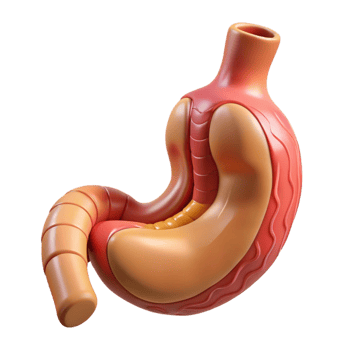 3D Stomach Illustration Medical Anatomy png