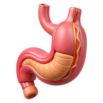 3D Model of the Human Stomach png