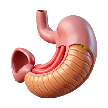 3D Render of a Human Stomach png