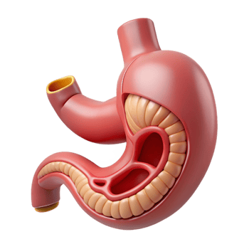 Isometric Stomach Illustration- Digestive System Anatomy png