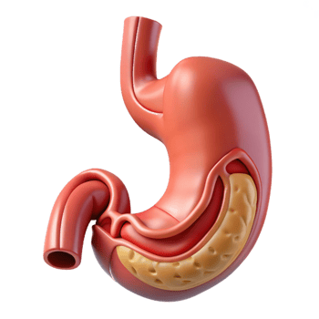 3D Stomach Anatomy Detailed Visual png