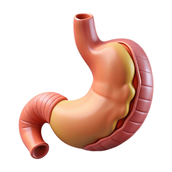 3D Rendered Human Stomach Illustration png