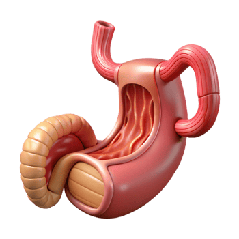 Isometric Stomach and Small Intestine Model png