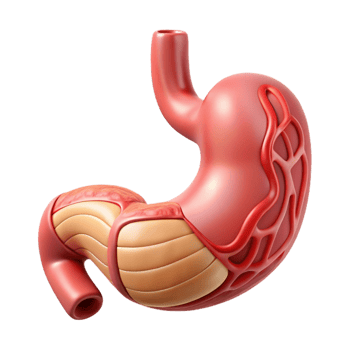 Isometric Illustration of a Human Stomach png