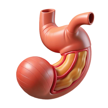 3D Render of the Human Stomach png