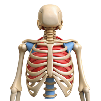 Isometric Render of Human Ribcage and Skeleton png