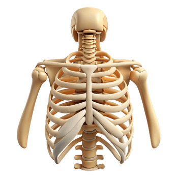 Human Rib Cage Anatomy Model png