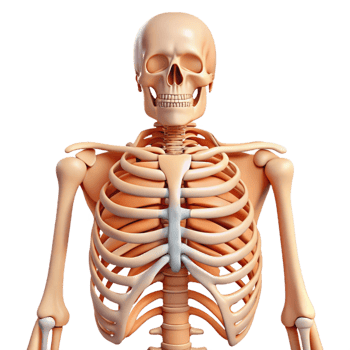 Human Skeleton Anatomy Ribcage and Skull png
