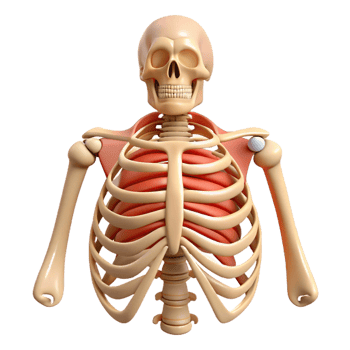 3D Human Rib Cage Anatomy png