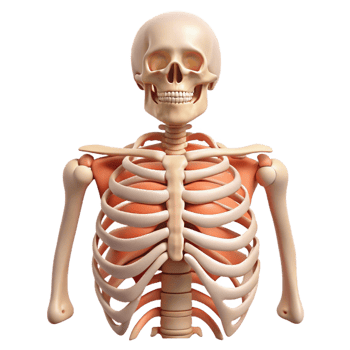 Human Ribcage Anatomy Isometric Model png
