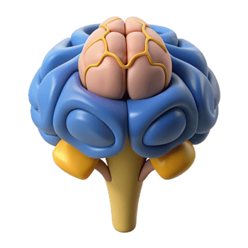 3D Cartoon Human Brain Illustration png