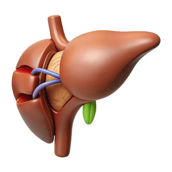 3D Model of the Liver with Gallbladder png