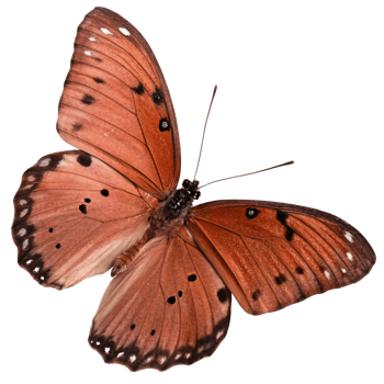 Orange butterfly with intricate black and white markings, transparent background, symbolizing nature and beauty png