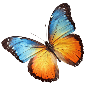 Close-up of a vivid butterfly with blue and orange wings on a transparent background, symbolizing beauty and transformation png