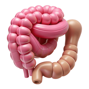 Isometric Model of the Human Intestine png