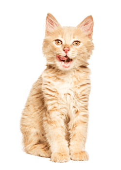 Cute red brown cat on Transparent Background png