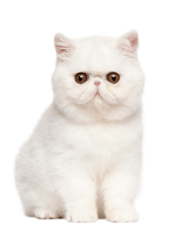 Isolated Sitting white Cat On transparent Background png