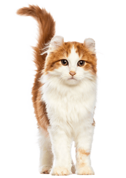 Cute Isolated red cat on Transparent Background png
