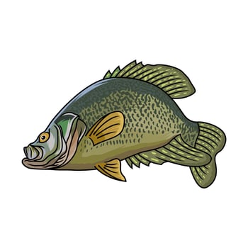 crappie fish seen from the side fishing logo illustration vector