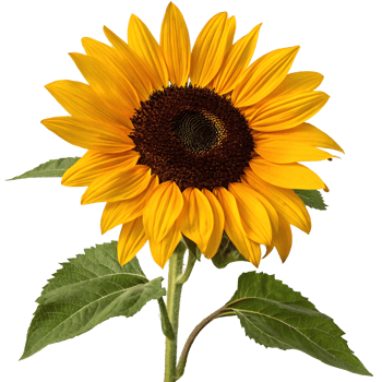 Vibrant yellow sunflower with green leaves, symbolizing summer png