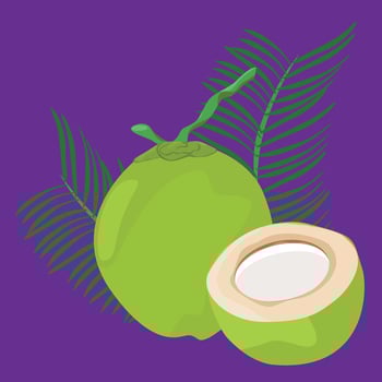 half tropical coconut green on beach vector